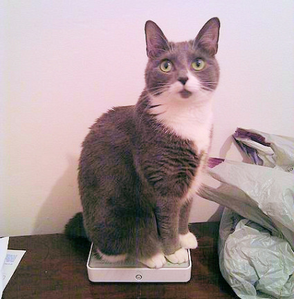 cat sitting on be broadband router uk
