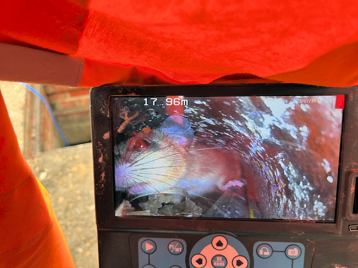 Openreach-camera-spots-rat-in-cable-duct