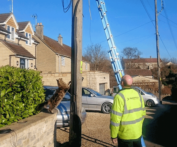 truespeed_telegraph_pole_and_cat