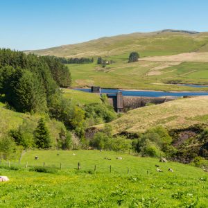 Sheep on a meadow and the Dinas Reservoir, near Ponterwyd Ceredigion, Dyfed, Wales, UK