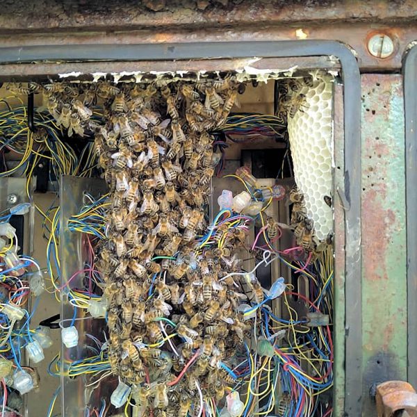 Bees-in-Openreach-PCP-Cabinet-in-Cornwall-UK