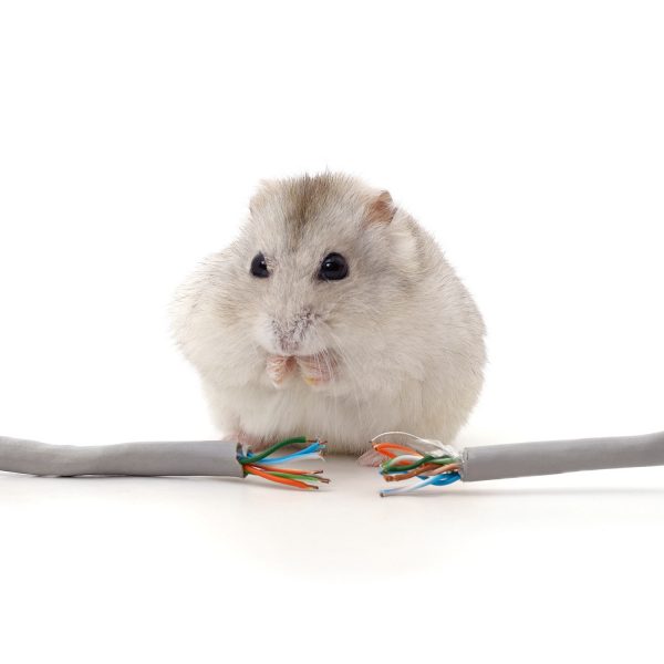 broken network cable with suspicious hamster