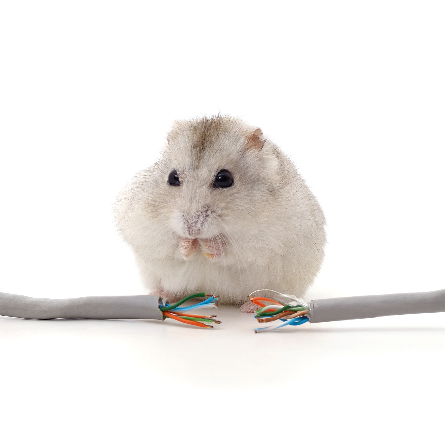 Hamster biting a cable.
