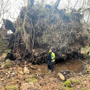 Openreach Engineer Next to Fallen Tree 2022
