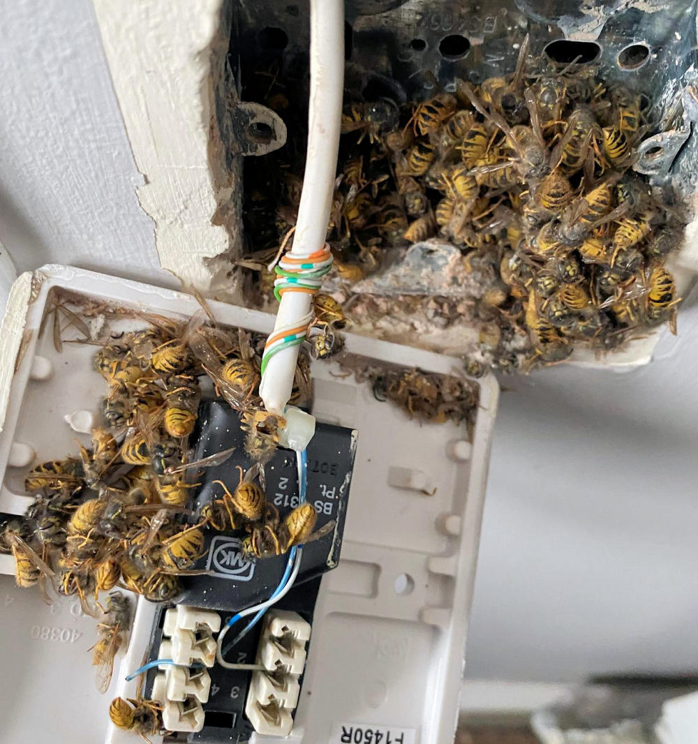Wasps-in-Openreach-Phone-Socket