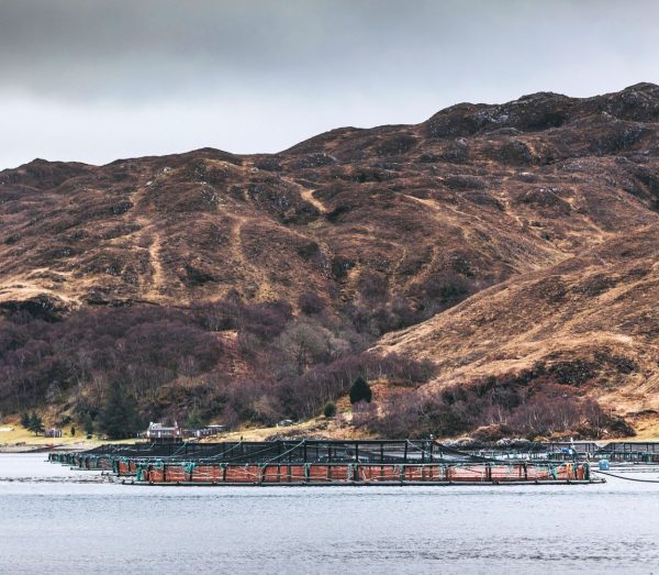 MOWI-and-Scottish-Sea-Farms-Site-in-Scotland