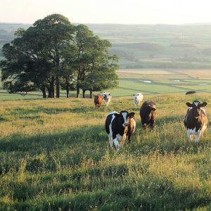 farming rural broadband mobile and cows