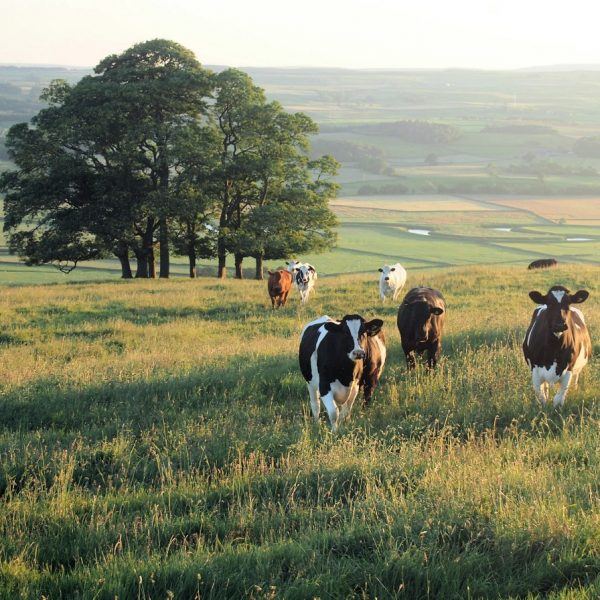 farming rural broadband mobile and cows